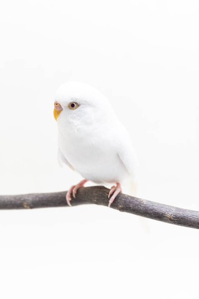 El pájaro periquito blanco, periquito sobre fondo blanco
 - Foto, Imagen