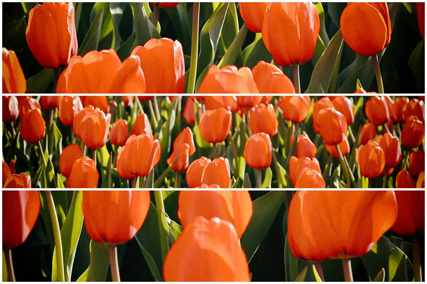 Krásné červené tulipány zářící na slunci, jarní koláže s vintage efektem - Fotografie, Obrázek