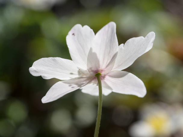 Anemone nemorosa é uma planta com flor pertencente à família Ranunculaceae.
 - Foto, Imagem