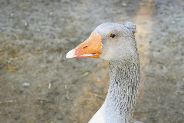 Domestic geese graze on traditional village goose farm - Zdjęcie, obraz
