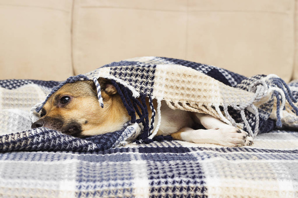 毛布の下の悲しい犬 - 写真・画像