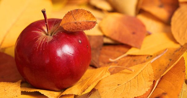 la cosecha otoñal - una manzana roja es sobre las hojas caídas amarillas. Fondo perfecto para la temporada de otoño
. - Foto, Imagen