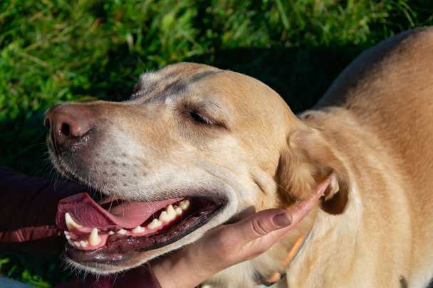 Sonnenstich, Gesundheit der Haustiere im Sommer. Labrador. Hunde spielen mit ihrem Besitzer, harmonische Beziehung, Verhaltensauffälligkeiten, aggressiv, beißen und bellen. Wie man seinen Hund vor Überhitzung schützt. Überhitzung, Pflege. - Foto, Bild