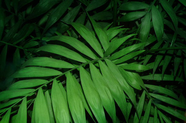Tropical palm leaves green texture background - Photo, Image