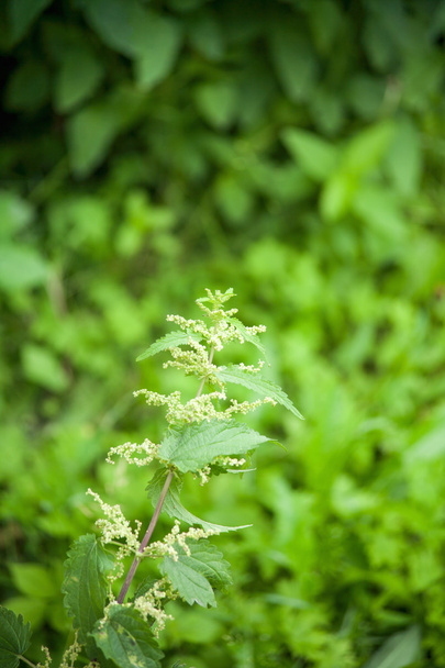 green nettle flowering - Zdjęcie, obraz
