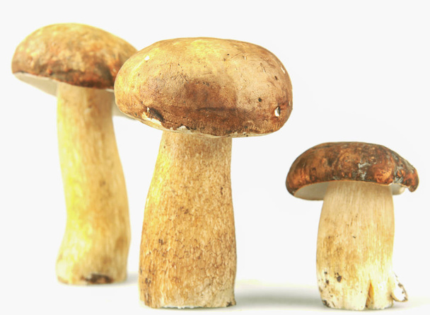 cep boletus edulis mushroom - Photo, Image