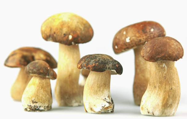 cep boletus edulis mushroom - Foto, Imagem