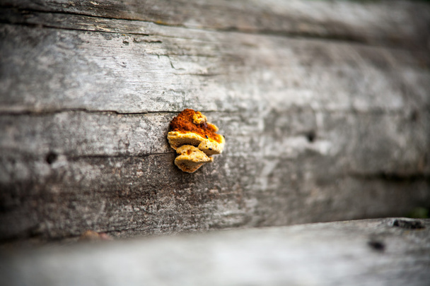 Champignon sur un arbre. affûtage sélectif
 - Photo, image