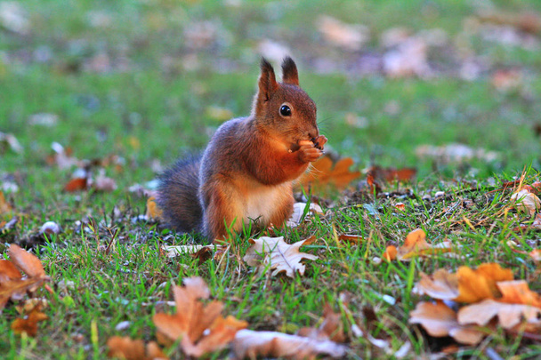 Лисиця їсть горіхи в осінньому парку
 - Фото, зображення