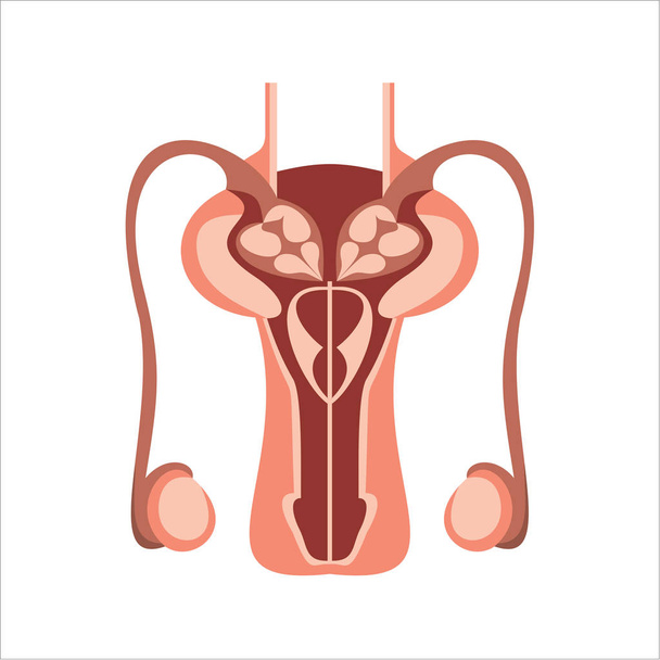 uterus simply vector illustration   - Wektor, obraz