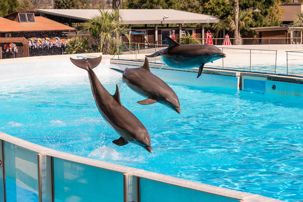 Három gyönyörű delfin ugrál egy medencében, megmutatva akrobatikus képességeiket. - Fotó, kép