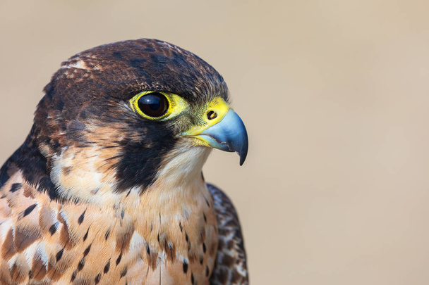 Eleonora's falcon (Falco eleonorae) closeup. Portrait of falcon looking right, photographed in profile. - Photo, Image