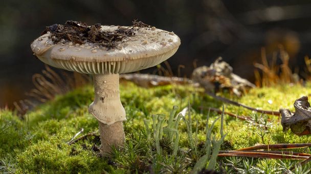 Amanita Phalloides fungo, assunto venenoso na montanha selvagem em um dia chuvoso
 - Foto, Imagem