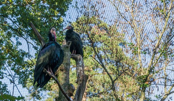 два глянцевих чорних північних лисих птахів, що сидять на вершині дерева дивовижний портрет крупним планом зникаючого тропічного птаха
 - Фото, зображення