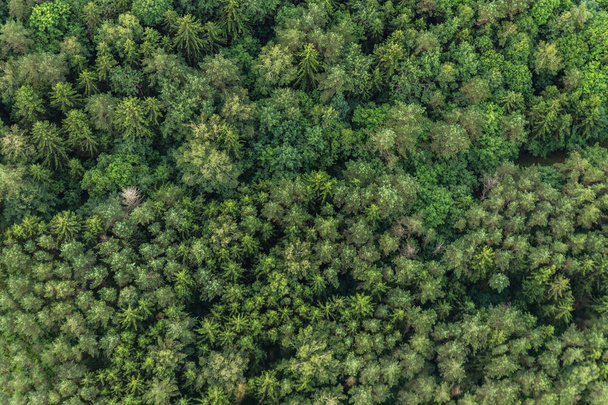 Pohled shora oblasti zeleného lesa. Přírodní texturu - Fotografie, Obrázek