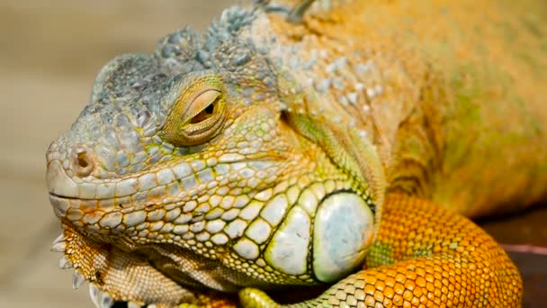 Dragão adormecido. Retrato de perto de Lagarto vibrante em repouso. Foco seletivo. Iguana Verde nativa de áreas tropicais
 - Filmagem, Vídeo