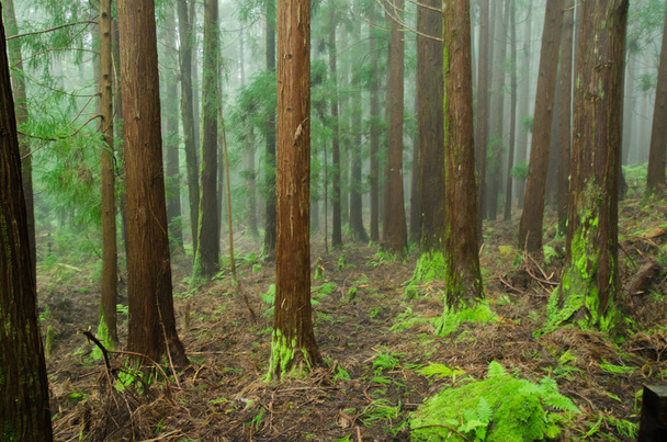 Πράσινο δάσος φύση με δέντρα - Φωτογραφία, εικόνα