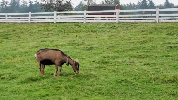 Jediného hnědá koza pastviny v bílé oplocený Farma zvířat oblast - Záběry, video