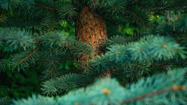 Pluizig pijnboomtakken met naalden en heldere schors in het naaldhout bos - Foto, afbeelding