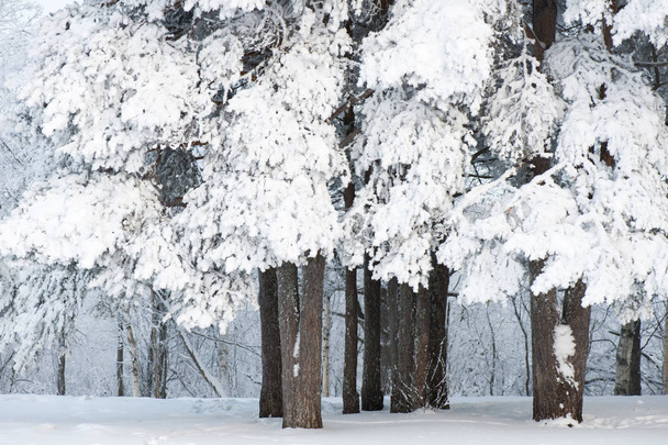Pinos escoceses cubiertos de nieve (Pinus sylvestris
). - Foto, imagen