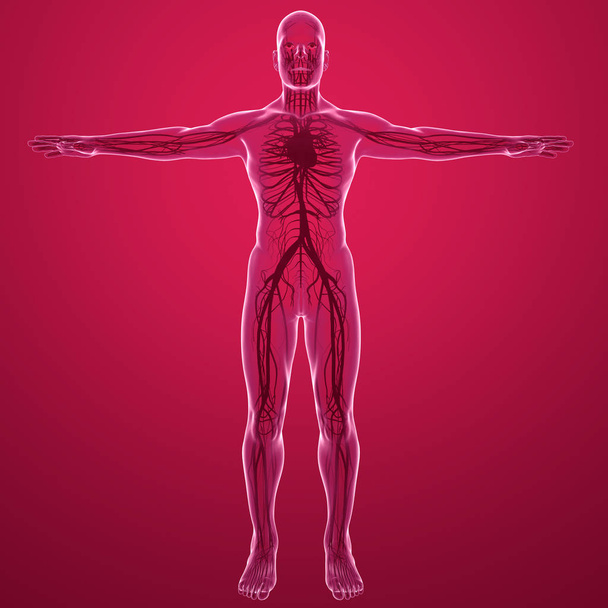 Vista de rayos X del cuerpo humano del sistema circulatorio con arterias y venas cardíacas. Anatomía y circulación sanguínea
 - Foto, Imagen