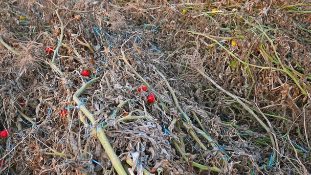 Сушеные испорченные томатные растения после сбора урожая с повреждением фруктов и пряжи для завязывания в осенний сезон
 - Фото, изображение