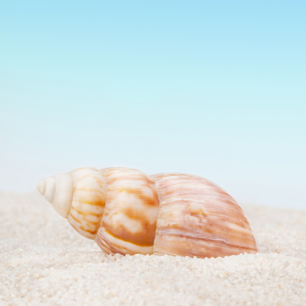 aseado conchas en la playa - Foto, Imagen