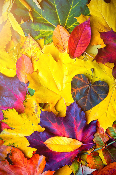 Autumn background of yellow and colored leaves, - Photo, Image