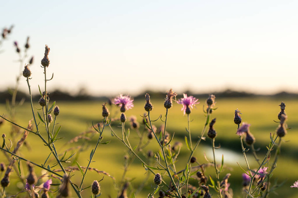 roxo flores silvestres por do sol campo
 - Foto, Imagem
