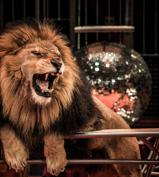 Gorgeous roaring lion - Zdjęcie, obraz