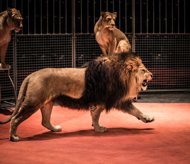 Gorgeous roaring lion - Zdjęcie, obraz