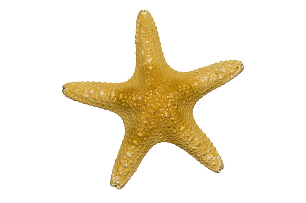 pesce stellato essiccato - Foto, immagini