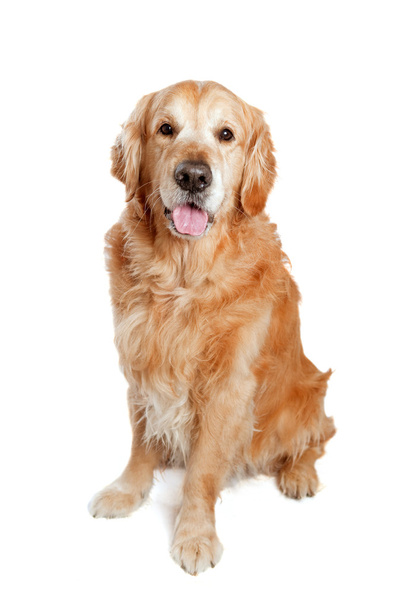 Golden retriever σκύλου που παρουσιάζουν - Φωτογραφία, εικόνα