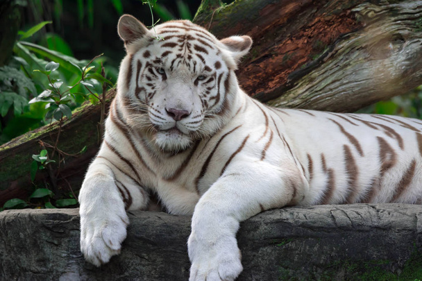 Zbliżenie zdjęcie biały tygrys lub tygrys bengalski podczas staring wyświetlone odsetki od kogoś. Biały Tygrys są również wezwani jako bielona Tygrys. - Zdjęcie, obraz