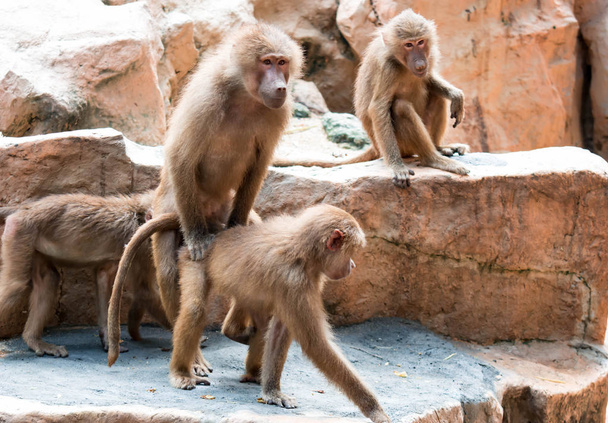 A couple of hamadryas baboon while making out. Mating of baboons in a zoo. Sex in the animal kingdom - Photo, Image