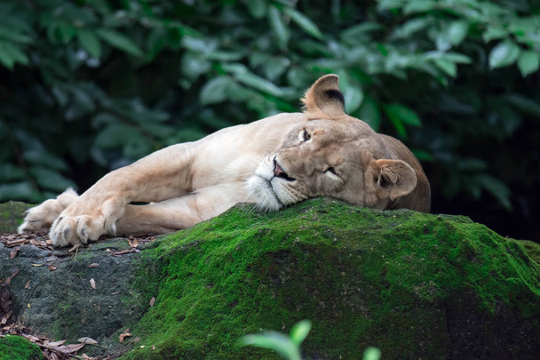 Un primo piano di un leone o di una leonessa mentre riposano in una foresta. Una foto colorata della fauna selvatica con sfondo verde
 - Foto, immagini