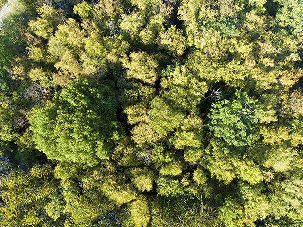 Forest in Burnhaupt-le-Bas, Haut-Rhin, Grand Est, France - Fotó, kép