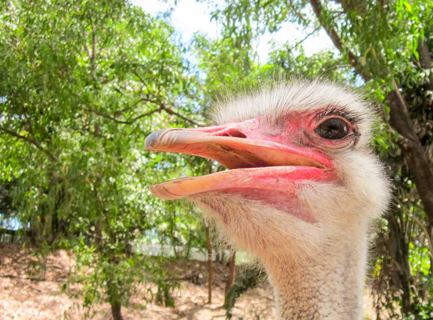 a very pink ostrich - Фото, изображение