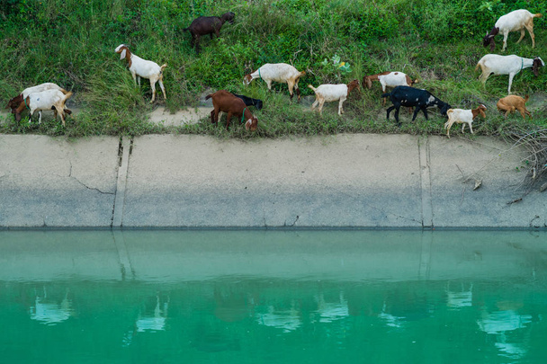 Стадо коз ходить, чтобы найти едят вокруг
 - Фото, изображение