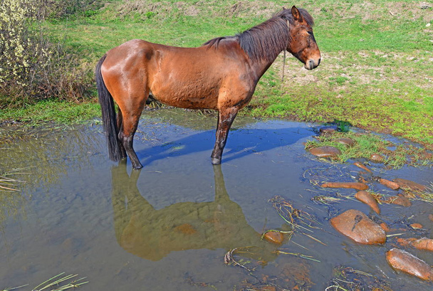 Koń na letnim pastwisku - Zdjęcie, obraz