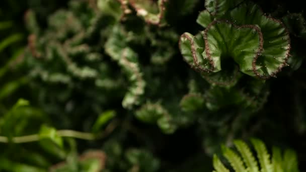 Euphorbia crested immergrüne Wüstenpflanze als Zierpflanze im Garten kultiviert. Sukkulenten Hintergrund, natürliches Muster - Filmmaterial, Video