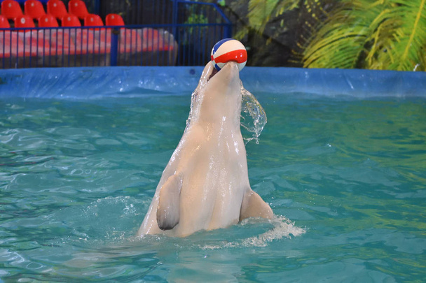 Belukha performs an exercise ball in the indoor pool - Photo, Image