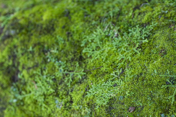 Green moss growth. Surface of moss texture, Green moss background. Space to write in the background.  - Photo, Image