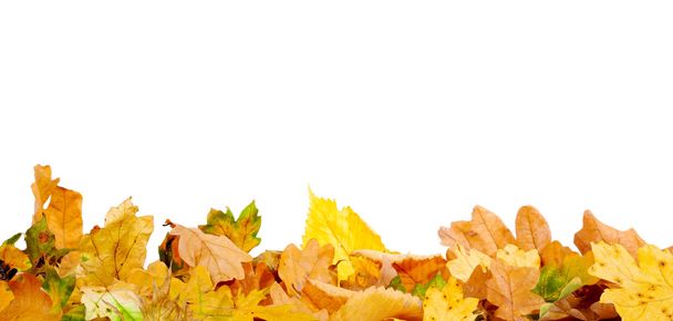Autumn Leaves - Photo, Image
