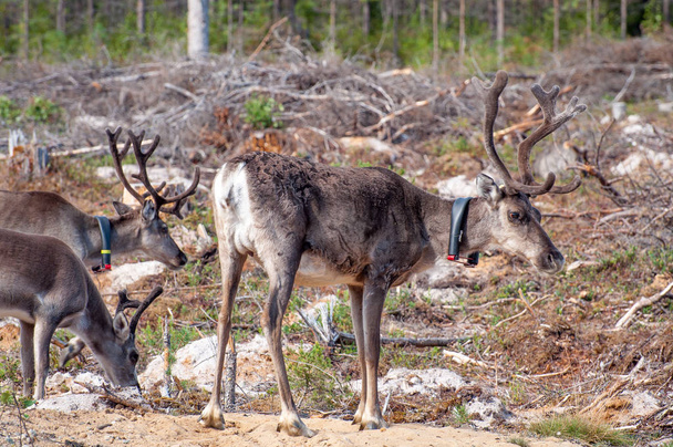 Finlandiya. Gps tasma ile geyik. GPS sinyalini geyik kayıt ve konum bilgileri için kullanılır - Fotoğraf, Görsel
