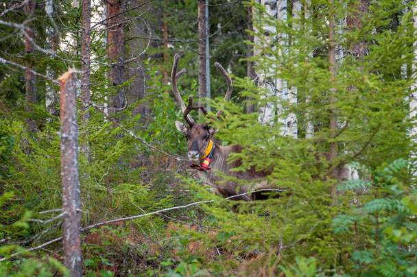 Finlandia. Cervo con collare GPS. GPS beacon viene utilizzato per la registrazione dei cervi e le informazioni sulla posizione
 - Foto, immagini