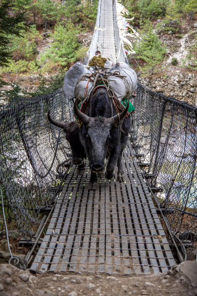 Primer plano, vista frontal del grupo de yaks domésticos (Bos grunniens) pasando puente colgante. Parque Nacional Sagarmatha (Everest), Nepal
. - Foto, imagen
