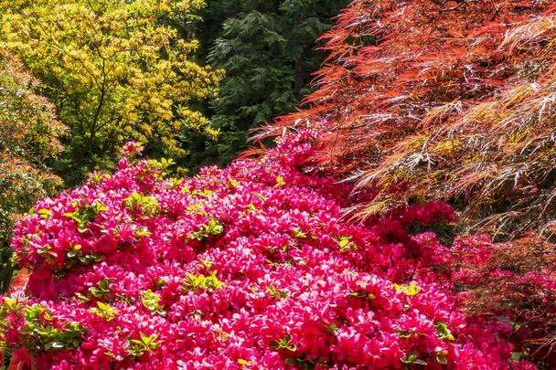 Wspaniałe połączenie kolorów wiosny w ogród japoński w Hadze, Holandia - Zdjęcie, obraz