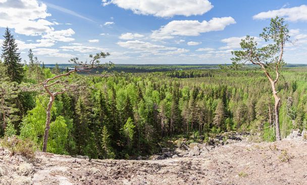 Két pines, a szélén egy hegy Karelia - Fotó, kép
