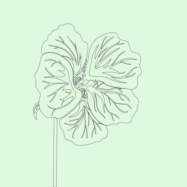 Nasturtium wild flower. Black Line drawing isolated on light green background. Vector floral illustration.  - Вектор, зображення
